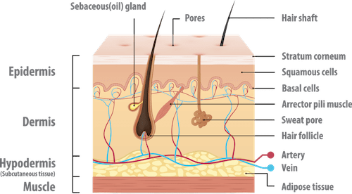 structure of hypodermis